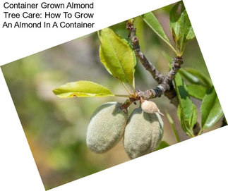 Container Grown Almond Tree Care: How To Grow An Almond In A Container