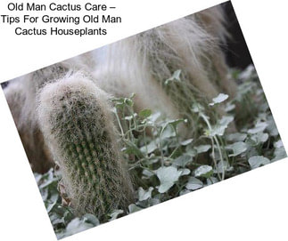 Old Man Cactus Care – Tips For Growing Old Man Cactus Houseplants