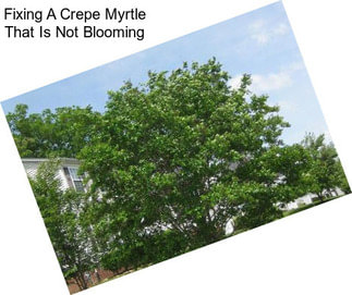 Fixing A Crepe Myrtle That Is Not Blooming