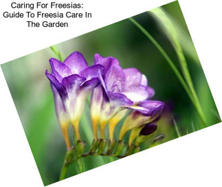 Caring For Freesias: Guide To Freesia Care In The Garden