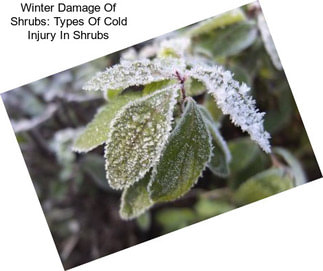 Winter Damage Of Shrubs: Types Of Cold Injury In Shrubs