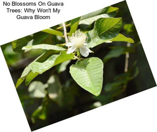 No Blossoms On Guava Trees: Why Won\'t My Guava Bloom