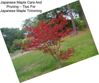 Japanese Maple Care And Pruning – Tips For Japanese Maple Trimming