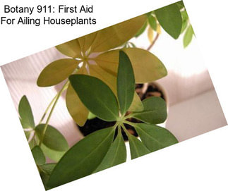 Botany 911: First Aid For Ailing Houseplants