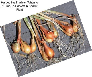 Harvesting Shallots: When Is It Time To Harvest A Shallot Plant