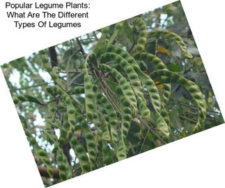 Popular Legume Plants: What Are The Different Types Of Legumes