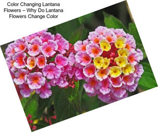 Color Changing Lantana Flowers – Why Do Lantana Flowers Change Color
