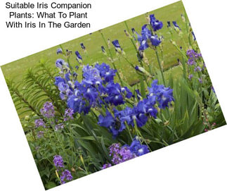 Suitable Iris Companion Plants: What To Plant With Iris In The Garden