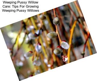 Weeping Pussy Willow Care: Tips For Growing Weeping Pussy Willows