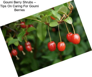 Goumi Berry Shrubs – Tips On Caring For Goumi Berries