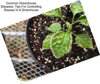 Common Greenhouse Diseases: Tips For Controlling Disease In A Greenhouse