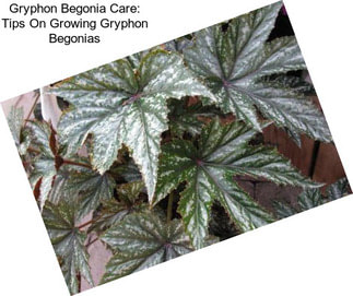 Gryphon Begonia Care: Tips On Growing Gryphon Begonias