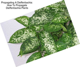 Propagating A Dieffenbachia: How To Propagate Dieffenbachia Plants