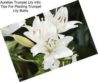 Aurelian Trumpet Lily Info: Tips For Planting Trumpet Lily Bulbs