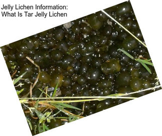 Jelly Lichen Information: What Is Tar Jelly Lichen