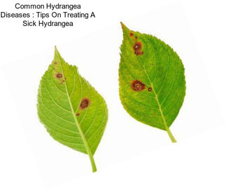 Common Hydrangea Diseases : Tips On Treating A Sick Hydrangea