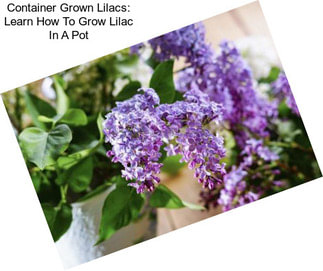 Container Grown Lilacs: Learn How To Grow Lilac In A Pot