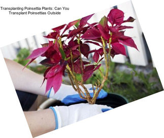 Transplanting Poinsettia Plants: Can You Transplant Poinsettias Outside