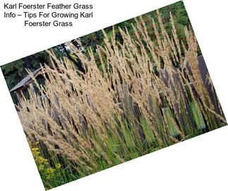 Karl Foerster Feather Grass Info – Tips For Growing Karl Foerster Grass