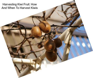 Harvesting Kiwi Fruit: How And When To Harvest Kiwis
