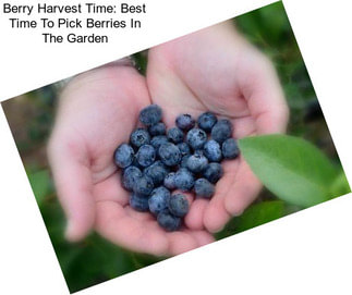 Berry Harvest Time: Best Time To Pick Berries In The Garden