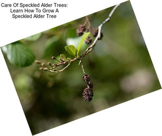 Care Of Speckled Alder Trees: Learn How To Grow A Speckled Alder Tree