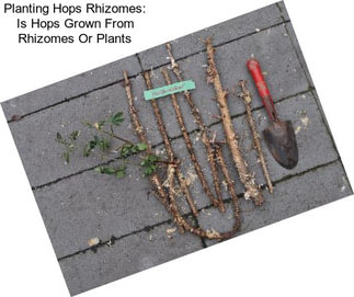 Planting Hops Rhizomes: Is Hops Grown From Rhizomes Or Plants