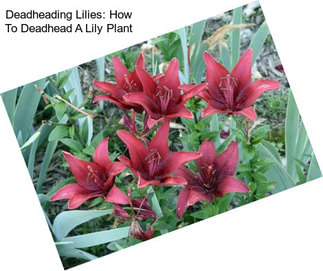 Deadheading Lilies: How To Deadhead A Lily Plant
