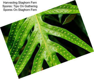 Harvesting Staghorn Fern Spores: Tips On Gathering Spores On Staghorn Fern