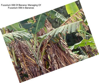 Fusarium Wilt Of Banana: Managing Of Fusarium Wilt In Bananas