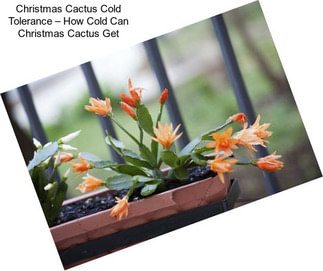 Christmas Cactus Cold Tolerance – How Cold Can Christmas Cactus Get