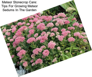 Meteor Stonecrop Care: Tips For Growing Meteor Sedums In The Garden