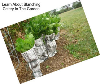 Learn About Blanching Celery In The Garden