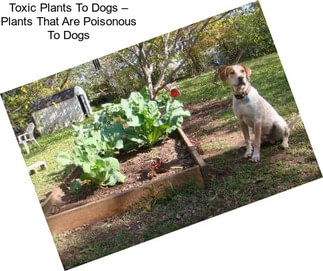 Toxic Plants To Dogs – Plants That Are Poisonous To Dogs