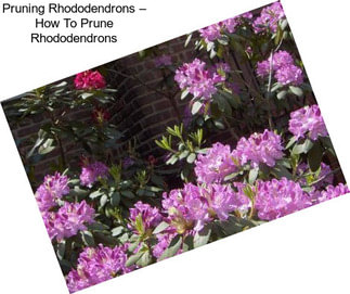 Pruning Rhododendrons – How To Prune Rhododendrons