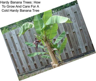 Hardy Banana Trees: How To Grow And Care For A Cold Hardy Banana Tree