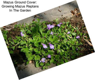 Mazus Ground Cover: Growing Mazus Reptans In The Garden