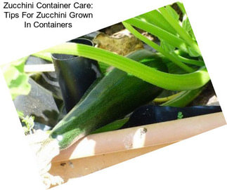 Zucchini Container Care: Tips For Zucchini Grown In Containers