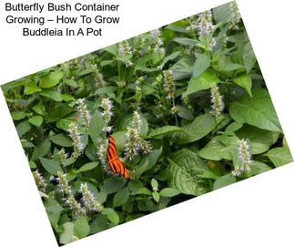 Butterfly Bush Container Growing – How To Grow Buddleia In A Pot