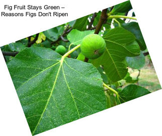 Fig Fruit Stays Green – Reasons Figs Don\'t Ripen