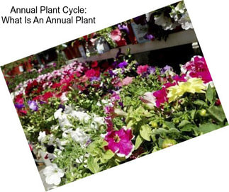 Annual Plant Cycle: What Is An Annual Plant