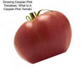 Growing Caspian Pink Tomatoes: What Is A Caspian Pink Tomato