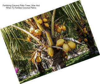 Fertilizing Coconut Palm Trees: How And When To Fertilize Coconut Palms