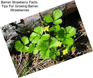 Barren Strawberry Facts: Tips For Growing Barren Strawberries