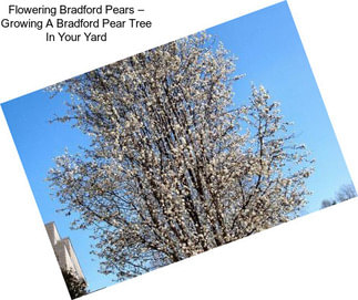 Flowering Bradford Pears – Growing A Bradford Pear Tree In Your Yard