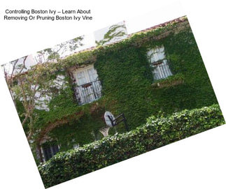 Controlling Boston Ivy – Learn About Removing Or Pruning Boston Ivy Vine