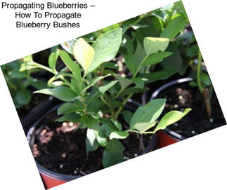 Propagating Blueberries – How To Propagate Blueberry Bushes