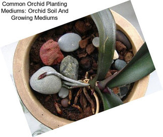Common Orchid Planting Mediums: Orchid Soil And Growing Mediums