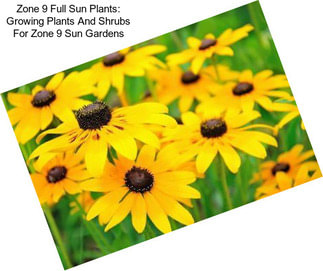 Zone 9 Full Sun Plants: Growing Plants And Shrubs For Zone 9 Sun Gardens