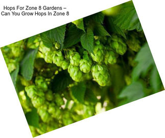 Hops For Zone 8 Gardens – Can You Grow Hops In Zone 8